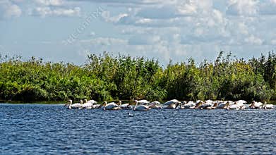 Danube Delta birds