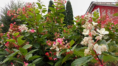 Pink Flowers with Red Barn in Background