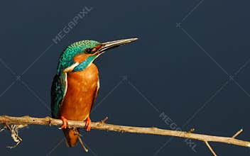 Kingfisher (Alcedo atthis)