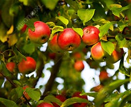 Apple tree