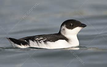 Kleine Alk, Little Auk, Alle alle