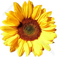 Sun flower on transparent background in the additional png file