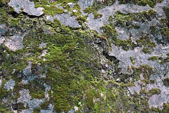Sparse moss textured background on the rock.