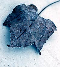 Wintery leaf