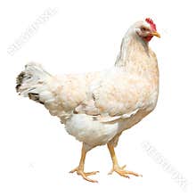 Hen