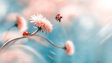 Two ladybugs on a orange spring flower. Flight of an insect. Artistic macro image. Concept spring summer.