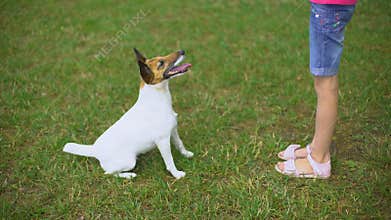 Girl playing with dog outdoors, leisure time in park, pet friendship, training
