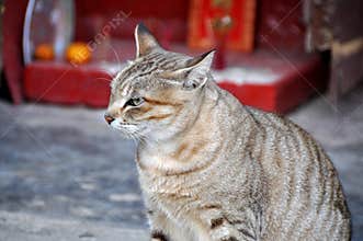 Black & grey Cat