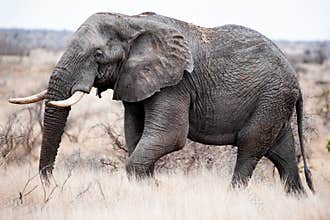 Big Tusker On The Move