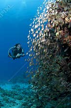 Diver along the reef, red Sea, south Sinai, Egypt