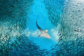 Shark and small fishes in ocean