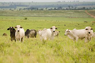 Cattle Grazing