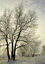 Frosty Trees In Winter