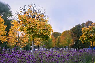 Picturesque landscape of the autumn park, bright yellow leaves of trees, late violet flowers