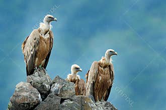 Group of vultures. Griffon Vulture, Gyps fulvus, big birds of prey sitting on the rocky mountain, nature habitat, Madzarovo, Bulga