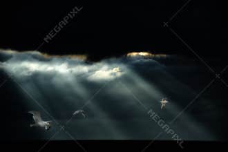 Seagulls flying after heavy Rainstorm over Ocean. Some sunbeams coming through clouds and lighten seagulls.