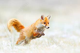 Red Fox jumping, Vulpes vulpes, wildlife scene from Europe. Orange fur coat animal hunting in the nature habitat. Fox jump on the