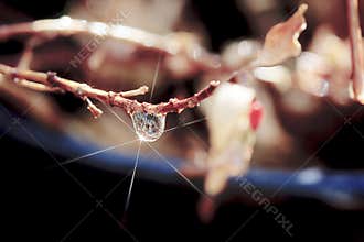 Single raindrop with Star on Branch