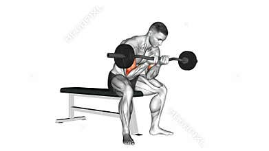 EZ bar seated close grip concentration curl exercise