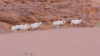 Wadi RUm Oryx pack on sand hill