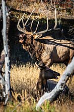 Large Regal Bull Elk Bugling in the Trees