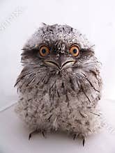 Juvenile Australian Tawny Frogmouth - Isolated