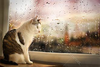 Cat sit on windowsill watch rainy street though the window covered with rain drops