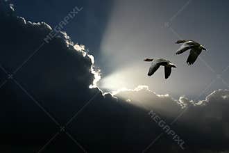 Flying geese and sunny clouds