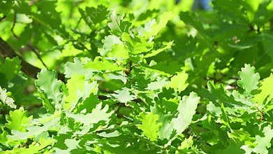 The wind plays with oak leaves