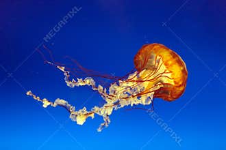 Orange bell jellyfish