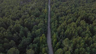 Aerial view flying over a dirt forest road green trees of dense woods growing both sides. pine forest. Top view. shot
