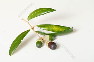 Southern Live Oak Acorns Isolated on White