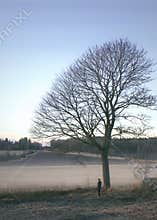 Man under a naked tree in misty agricultural landscape.