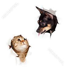 Cat and dog in paper side torn hole isolated