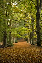 LEaves covered Path through the forest