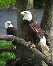 Bald Eagles