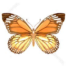 Vector watercolor illustration of realistic butterfly.