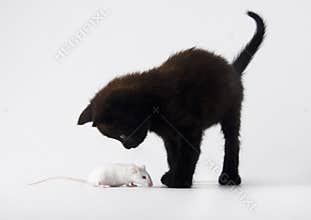 Cat & White mouse