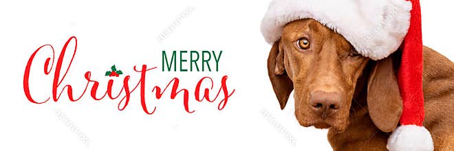 Dog Christmas Banner with copy space. Vizsla wearing red Santa hat studio portrait on white background.