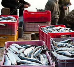 Good catch of fish