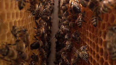 Bee family macro. Inside a beehive. A honeycomb close up, a honey bee colony. Organic beekeeping