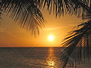 Sunset through the palm trees
