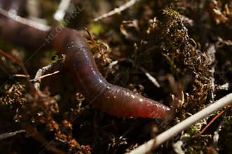 Earthworm