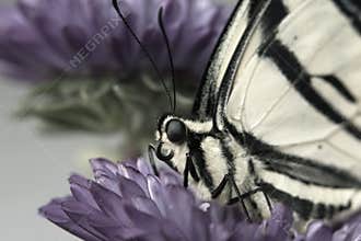 Resting butterfly