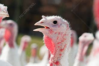 Turkey