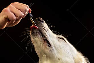 Dog licking a dropper filled with CBD oil