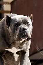 Big bad dog looking at his target 