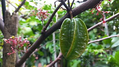star fruit tree starting to bear fruit