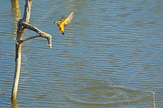 The common kingfisher flies quickly from the water to the dead tree branches.