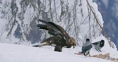 Aggressive golden eagle scaring away crows and magpies from meat at mountain in the winter